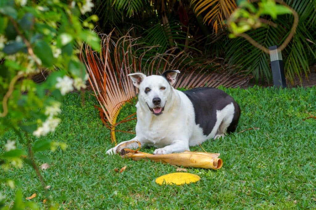 How to Teach a Dog the Leave It Command