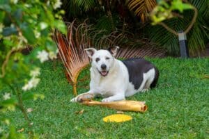 How to Teach a Dog the Leave It Command: Simple Proven Guide