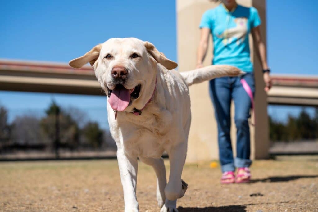 how to teach a dog to come when called