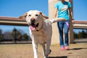 How to Teach a Dog to Come When Called: Proven Reliable Recall Guide