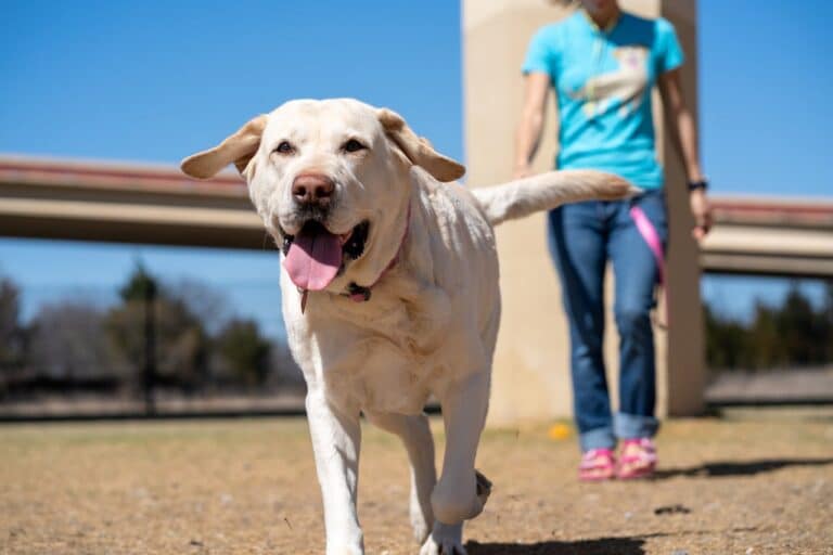 how to teach a dog to come when called