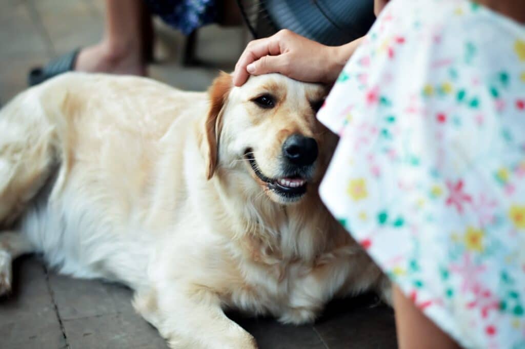 How to Teach a Dog to Lie Down