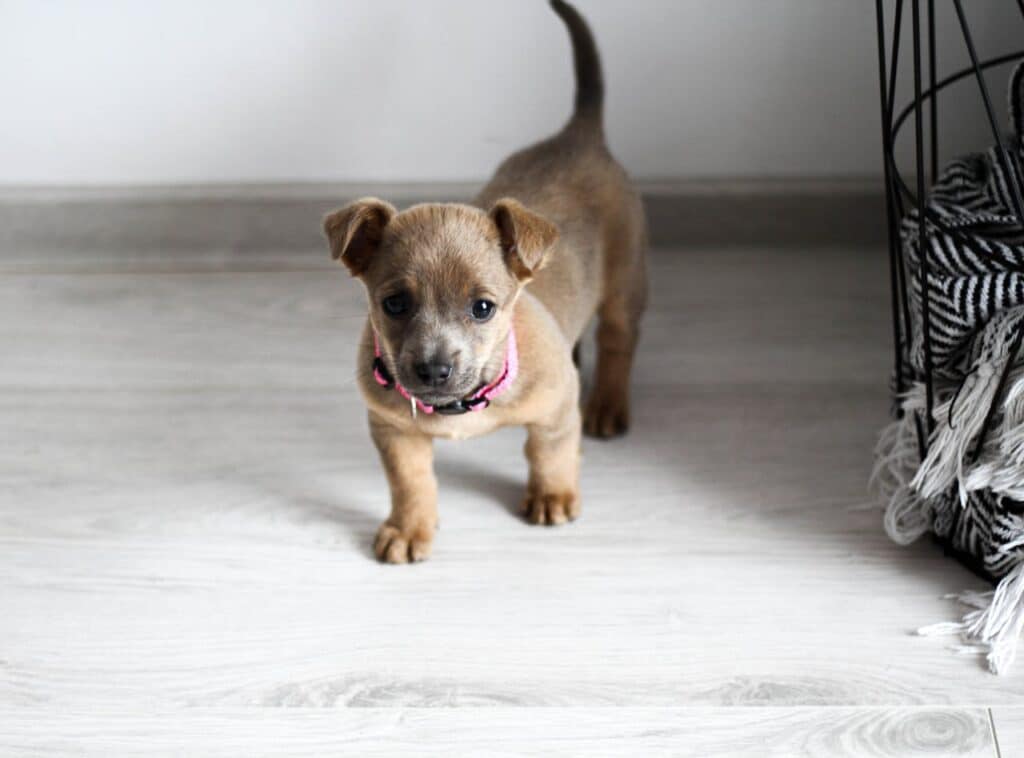 Puppy Training Basics