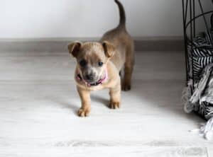 Puppy Training Basics: The Complete Proven Beginner’s Guide (2026)