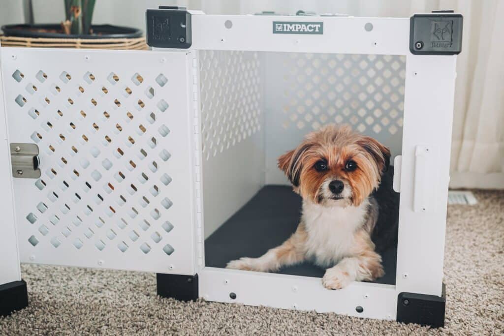 how to crate train an older dog