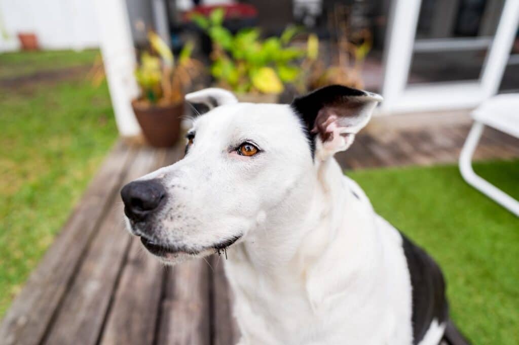 how to get your dog to listen