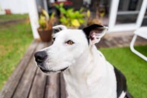 How to Get Your Dog to Listen: 8 Proven Techniques That Work