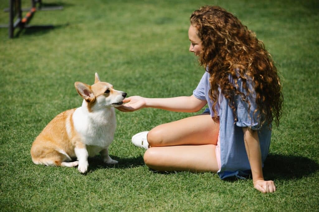 how to teach a dog to sit