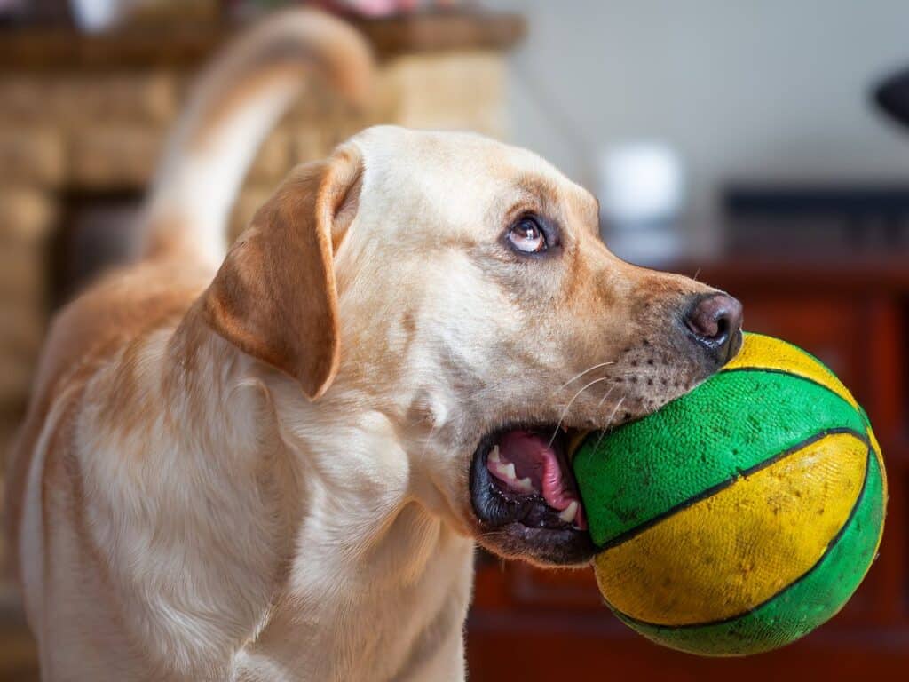 how to teach a dog to drop it