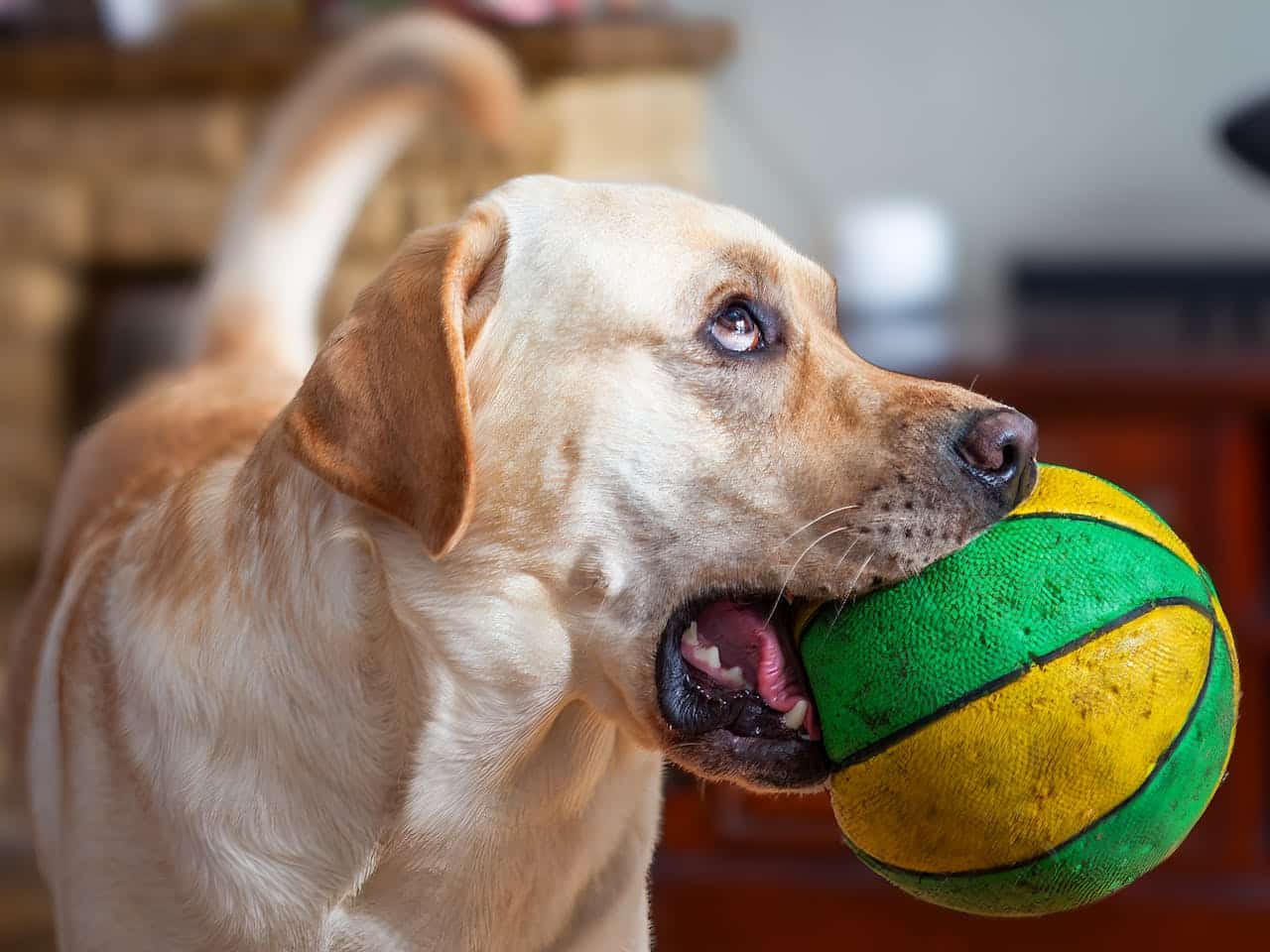 how to teach a dog to drop it