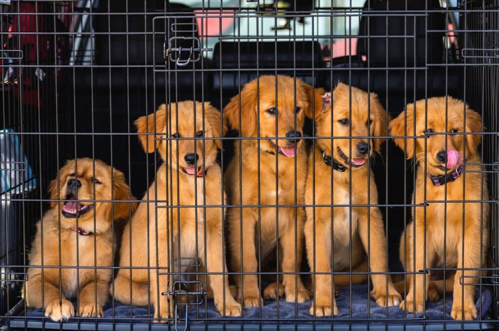 how to crate train a puppy