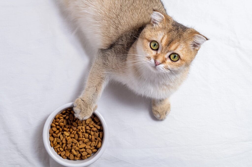 Why Is My Cat Not Eating?