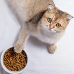 Why Is My Cat Not Eating? Causes, Warning Signs, and Real Solutions