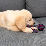How to Stop a Puppy Jumping on the Sofa: 8 Effective Training Tips
