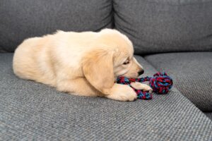 How to Stop a Puppy Jumping on the Sofa: 8 Effective Training Tips