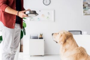 Why Is My Dog Not Eating? 9 Real Causes and What to Do