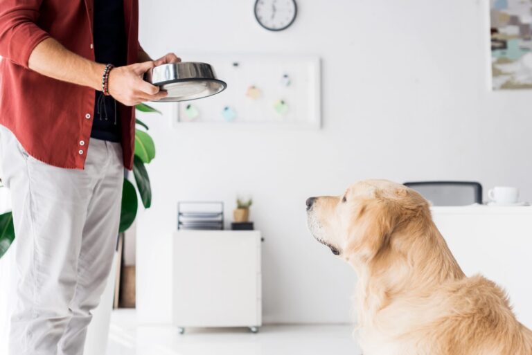 Why Is My Dog Not Eating?