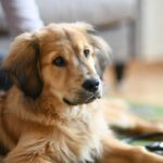 Why Is My Dog Vomiting? Causes, Colour Guide, and When to Act