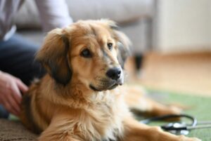 Why Is My Dog Vomiting? Causes, Colour Guide, and When to Act