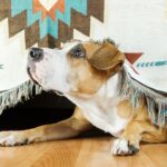 Why Is My Dog Scared of Loud Noises? 7 Honest Causes and Real Fixes