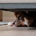 14 Steps to Help Your Fearful Dog Flourish: The Complete Confidence-Building Framework