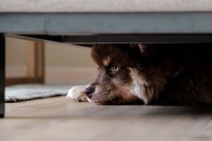 14 Steps to Help Your Fearful Dog Flourish: The Complete Confidence-Building Framework
