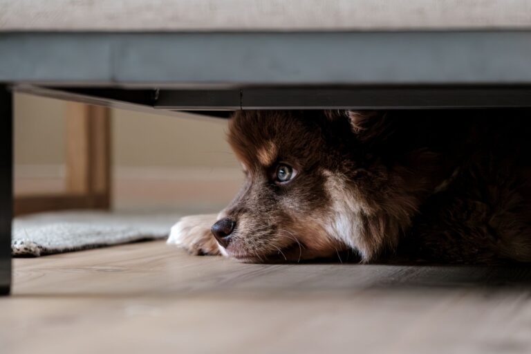 14 Steps to Help Your Fearful Dog Flourish: The Complete Confidence-Building Framework