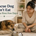 Rescue Dog Won’t Eat in the First Few Days: What’s Normal and When to Worry