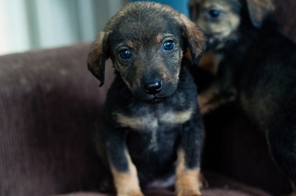3-3-3 Rule for Rescue Dogs