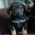 The 3-3-3 Rule for Rescue Dogs: The Complete Decompression Timeline